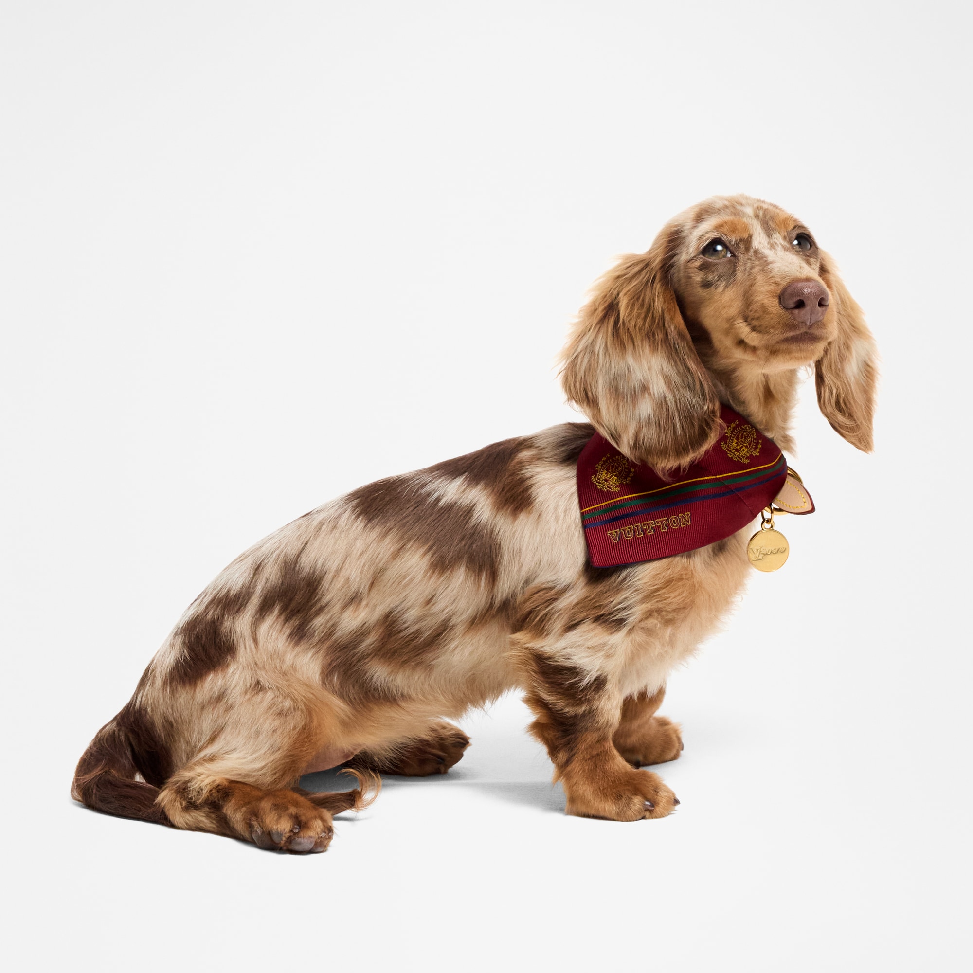 Dog Bandana PM  in Trunks, Travel and Home