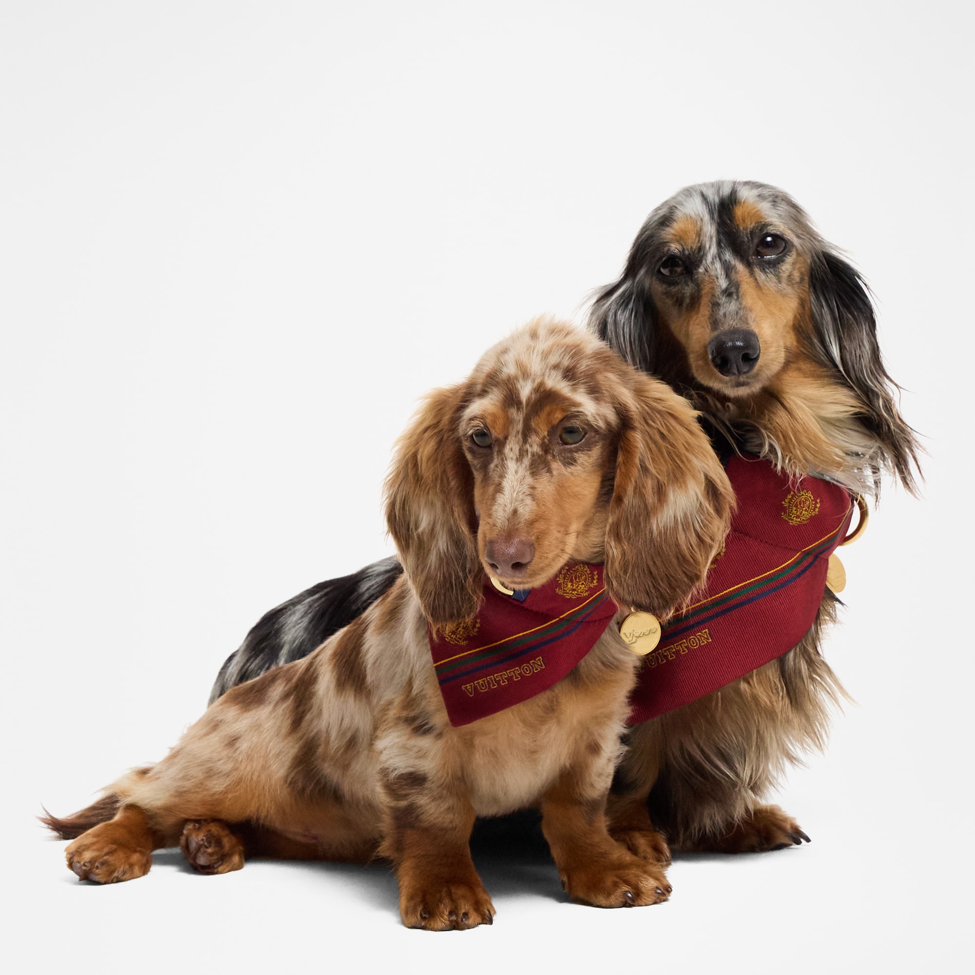 Dog Bandana PM  in Trunks, Travel and Home