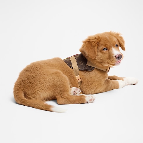 Harness PM in Trunks, Travel and Home's Pets Accessories } collections by Louis Vuitton (Product zoom)