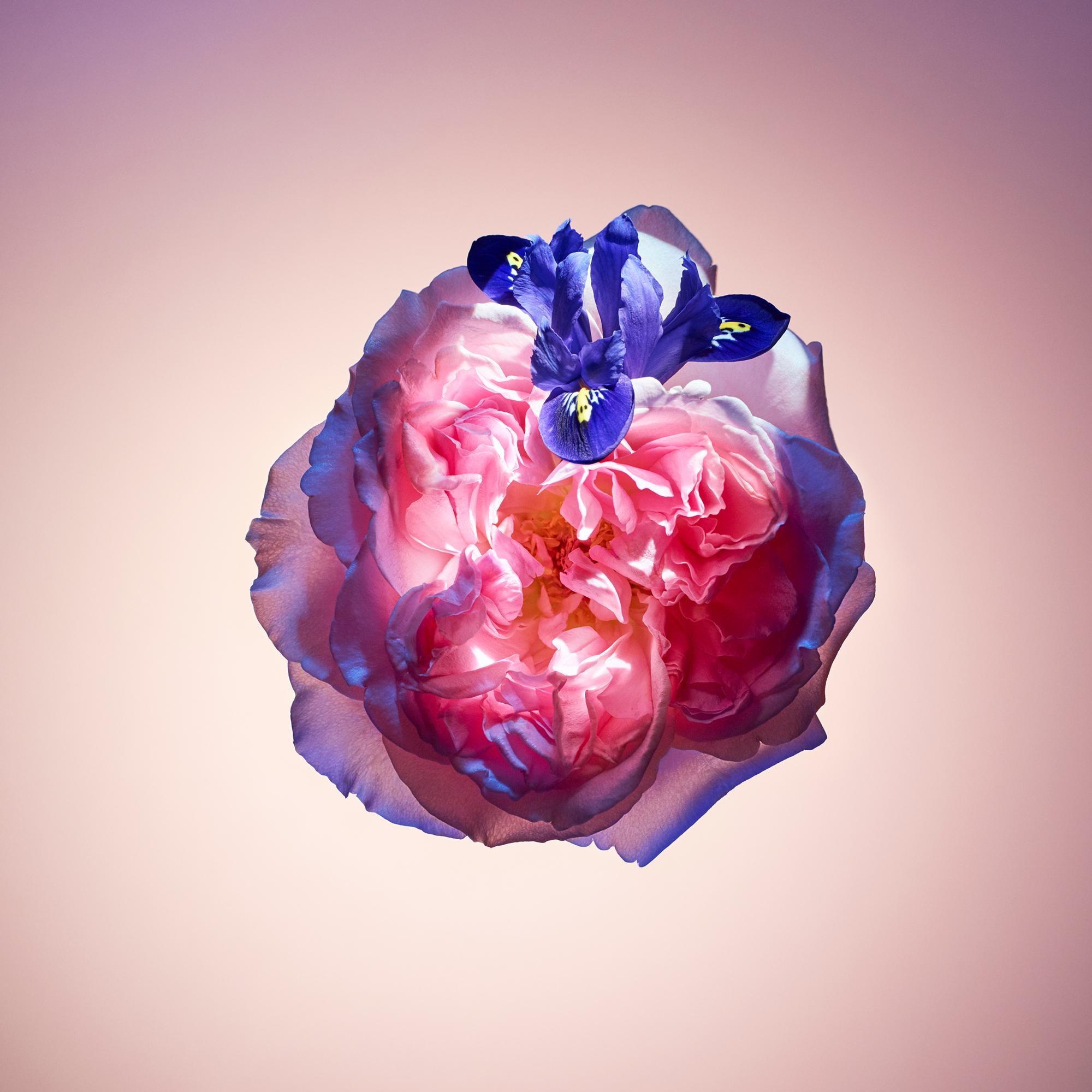 Travel Spray Rose des Vents  in Perfumes and Beauty